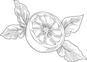 Lemon fruit hand drawn sketch illustration vector