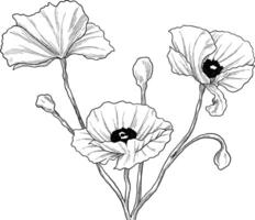 Poppy flower botanical sketch illustration vector
