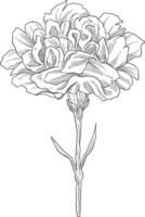 carnation flower digital sketch illustration vector