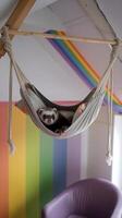 A sloth in a hammock hanging from the ceiling photo