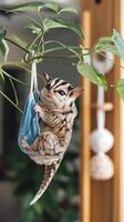 A sugar glider hanging from a tree branch photo