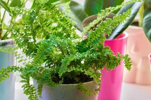 A Beautiful, Lush, and Vibrant Green Fern Displayed Elegantly in an EyeCatching Decorative Pot photo