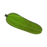 Illustration of cucumber vector