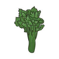Illustration of celery vector