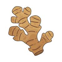 Illustration of ginger vector