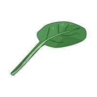 Illustration of spinach vector