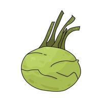 Illustration of Kohlrabi vector