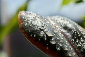 An UpClose Snapshot of a Beautiful Dewy Leaf Adorned with Glimmering Water Drops in Nature photo