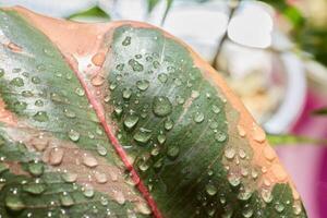 A Captivating Leaf with Water Droplets That are Glistening and Sparkling in the Light photo