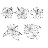 Set of Hand drawn Hibiscus Flower. Hibiscus flower illustration, featuring soft lines and intricate details. Perfect for nature-inspired designs, logos, and decorative projects. vector