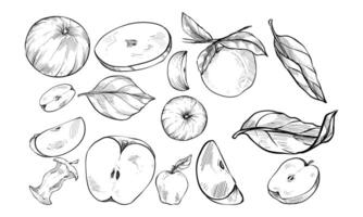 apple fruits handdrawn collection vector