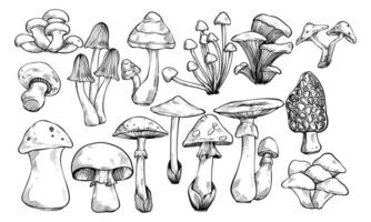 mushroom type handdrawn collection vector