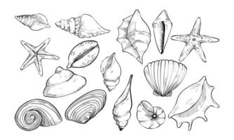 sea shell handdrawn collection vector