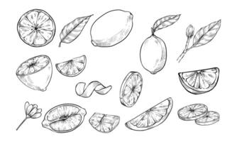 lemon slice handdrawn collection vector