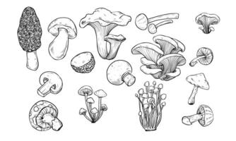 mushroom type handdrawn collection vector