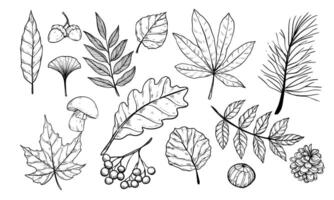 oak and pine tree handdrawn collection vector