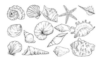 sea shell handdrawn collection vector