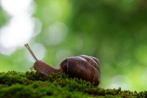 snail on a tree, macro photography photo