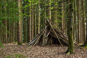 View of a hut made of pine trunks in an Austrian forest photo