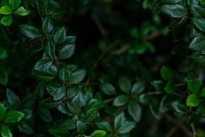 green branches of a shrub, young foliage macro photo