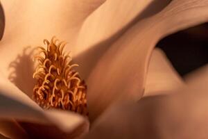 magnolia flower macro, flowering trees, spring garden photo