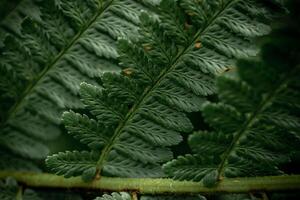 Rows of fern leaves in the Austrian forest, macro photography photo