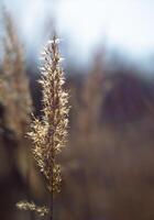 beautiful view of natural scenery, spikelets of grass, winter's field, spikelets photo