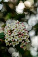 spring flowers macro, macro flowers shrub photo