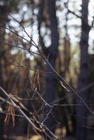 tree branches in the rays of the winter sun, sunny bokeh photo