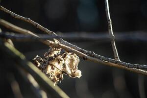 remnants of a spider's nest on a tree branch photo