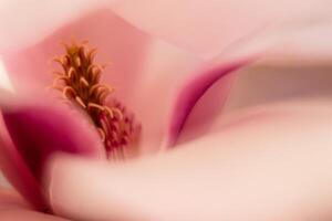 magnolia flower macro, flowering trees, spring garden photo
