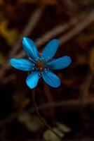 spring flower with dew drops in the sun, blue anemones, forest flower photo