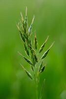 field spikelets, summer field, spikelets in a summer meadow photo