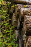 Logs from sawn trees lying by the road in the forest photo