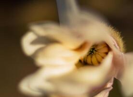 magnolia flower macro, flowering trees, spring garden photo