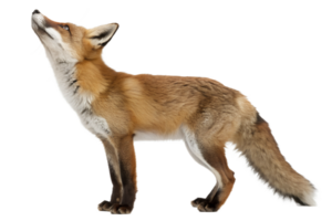 Fox looking up towards the sky in a playful stance png