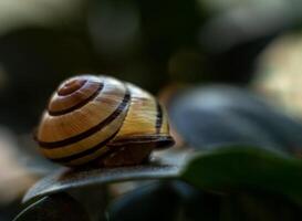 garden snail, macro photography of a garden snail, a shell on a green leaf photo