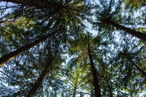 bottom view of the tops of tall pines in the forest photo