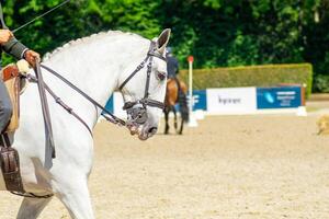 portrait of a purebred white horse in an equestrian competition event photo