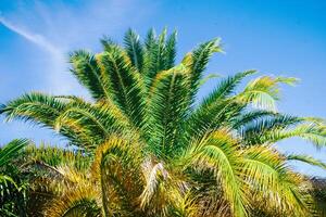 branches of a palm tree in summer with a blue sky and clouds in the background photo