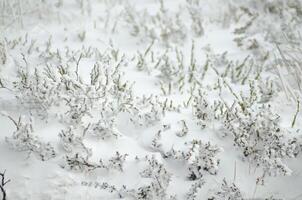 snow-covered bushes in a snowy winter field, concept of winter background photo