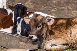 Cows resting in a sunny pasture at a farm supporting the farm-to-table movement photo