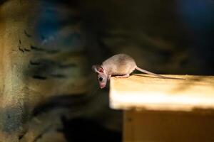 Small mouse exploring wooden surface in dimly lit environment photo