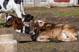 Calves resting in the sunshine at a farm embracing the farm-to-table concept photo
