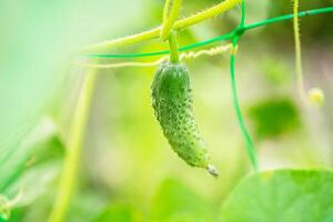 A Single Green Cucumber Hanging From A Vine in a Garden photo
