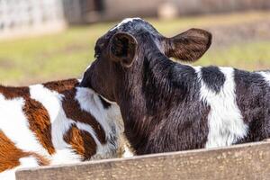 Two calves interacting in a sunny pasture at a farm, showcasing the farm-to-table concept photo