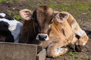 A young calf resting on a farm in the sunlight, emphasizing the farm-to-table connection photo
