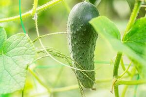 A Single Cucumber Growing on a Vine in a Garden photo