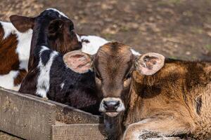 Calves resting together on a sunny farm in the countryside showcasing farm-to-table principles photo