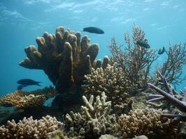 Underwater scenery of coral reefs in Karimun Jawa island, Central Java photo
